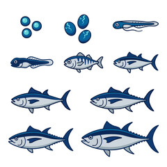 Obraz premium Tuna fish life cycle vector illustration. Growth stages from egg, larva to adult bluefin. Marine biology educational diagram