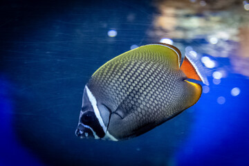 The redtail butterflyfish, scientifically known as Chaetodon collare, is a vibrant marine fish found in the Indo-West Pacific region
