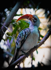 Yellow-billed hornbill (Tockus leucomelas) is a hornbill species found in southern Africa. 
