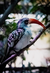 Yellow-billed hornbill (Tockus leucomelas) is a hornbill species found in southern Africa. 