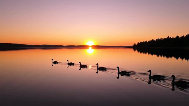 Extremely wide shot over a perfectly calm lake surface reflecting the enormous open sky and the bright orange sun rising as several birds glide across the frame serenity, across, vista
