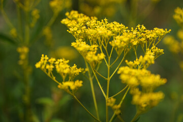 Obraz premium 黄色い女郎花オミナエシの小さい花が咲いている
