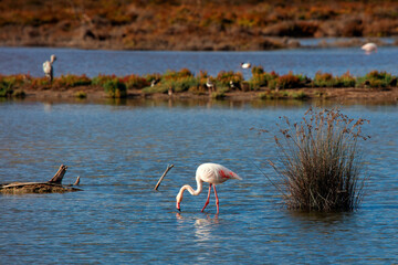 Flaming Na Rozlewisku 