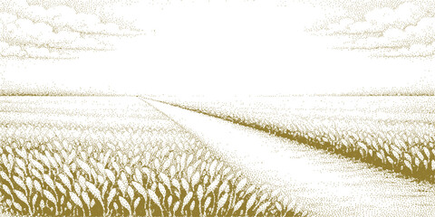 A golden harvest grain field stretches across a rural summer landscape under a bright blue sky with white clouds, capturing the morning nature of a vast cereal agriculture farm horizon © jaduuu