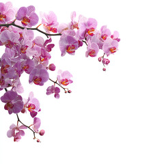 Fototapeta premium Pink orchid flowers branch with delicate petals on white