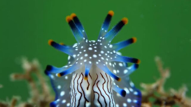 Close-up of a stunning blue Glaucus nudibranch with vibrant cerata against a green background