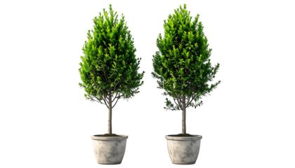 Two potted, evergreen trees with dark green foliage and slender trunks, set against black