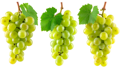 Three bunches of ripe green grapes, with leaves and stems, against a transparent backdrop