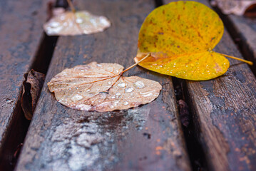 Close-up of wet bench and autumn leaves