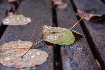 Rainy autumn background with wet park bench