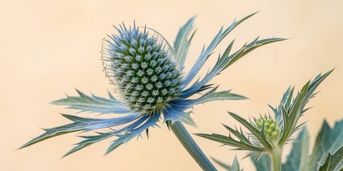 Spiky blue globe thistle flower head displays intricate structure with sharp bracts against soft beige backdrop