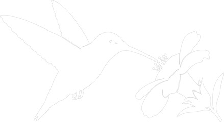 Hummingbird feeding on a flower outline vector illustration Monochrome line art for coloring or cutting machine stencil design © Kafi