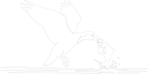 Fototapeta premium Outline illustration of a fishing bird catching a fish with splash vector Black and white line drawing animal hunt concept
