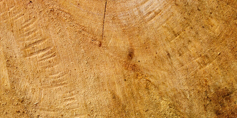 freshly cut natural wood texture, showing rough wood grain, wood grain details