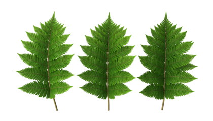 Three detailed, vibrant green fern leaves with textured edges, against a black background