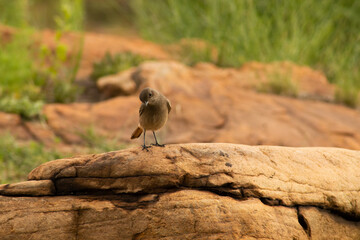 Curious Small Bird Perched on a Rock in Nature, Atmospheric Wilderness Photography