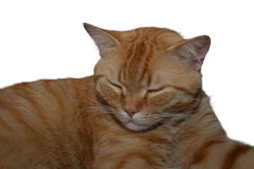 A serene orange cat sleeping peacefully on transparent background
