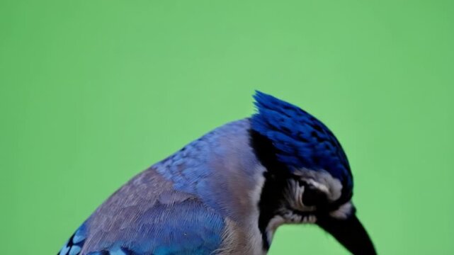 Close-up of blue jay with vibrant feathers on green background