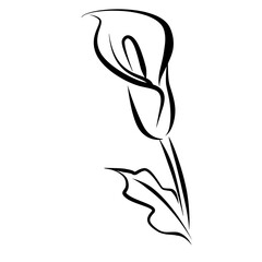 calla flower