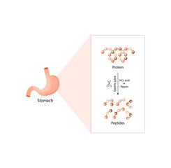 Protein Digestion in stomach. Gastric juice, pepsin and hydrochloric acid, digesting and breaking the protein into small peptides. Vector illustration.
