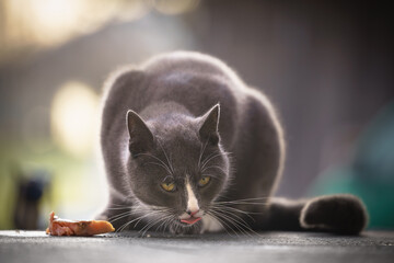 Golden-eyed tuxedo cat devours fresh salmon in soft evening bokeh, playful yet predatory vibe, ideal for pet food ads.