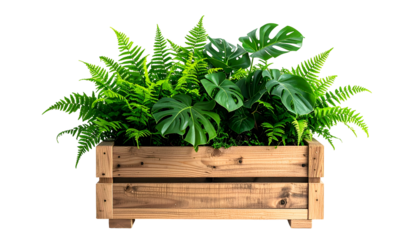 Wooden planter box overflowing with lush green ferns and monstera leaves, black background