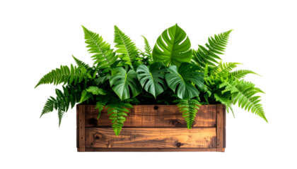 Lush green foliage, ferns & monstera leaves, thriving in a rustic wooden planter box