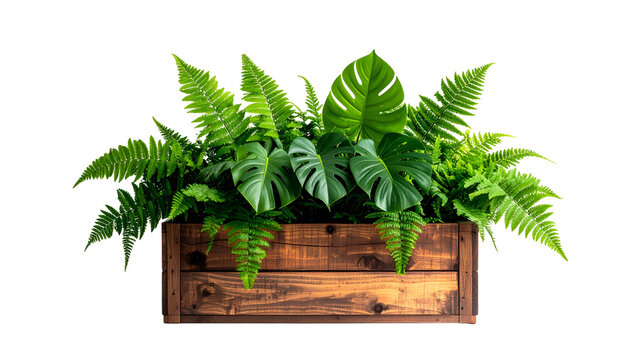 Lush green foliage, ferns & monstera leaves, thriving in a rustic wooden planter box