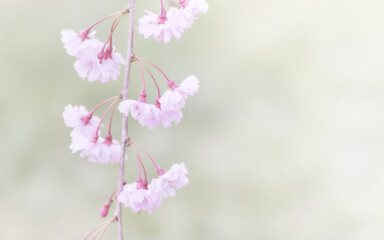 Fototapeta premium 淡い色合いの美しい枝垂れ桜の花