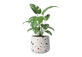 Modern monstera plant in terrazzo pot for trendy decor