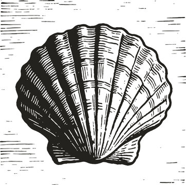 Detailed Scallop Shell Illustration In Black And White With Textured Background