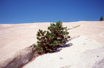Blood tree in the crevices of the rocks