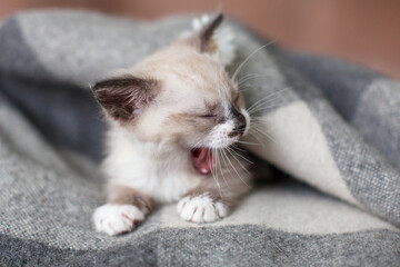 Cute gray kitten yawns under warm blanket at home
