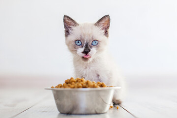 Funny grey Kitten with blue eyes sits next to metal bowl full of Cat Food