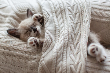 Cute domestic kitten is sleeping on its back on cozy blanket indoors