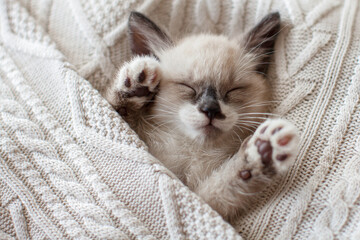 Close up portrait of Kitten is sleeping under blanket indoors, Little cat relaxing