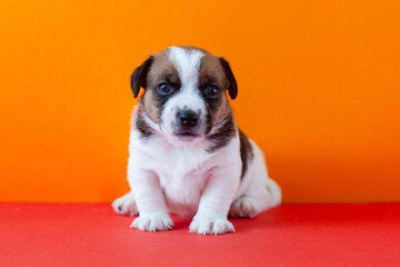 Cute Puppy sitting isolated on orange backgroung, Little Dog
