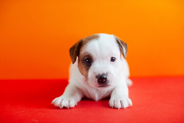 Adorable Puppy lying isolated on red backgroung, dog indoors