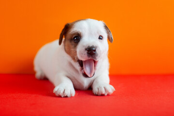 Yawning Puppy Jack Russell lying isolated on red backgroung, dog