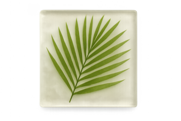 Green palm leaf on square transparent background