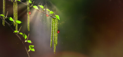 Beauty natural background .Birch buds with crawling ladybugs . Spring in nature. Small leaves on the branches of a tree in spring.