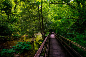Wooden Footbridge by Stream in Deep Forest at Golden Hour