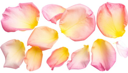 Pink and yellow rose petals scattered on black background