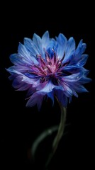 Blue flower blooms with intricate petals and details in the dark background showing beauty and nature in contrast
