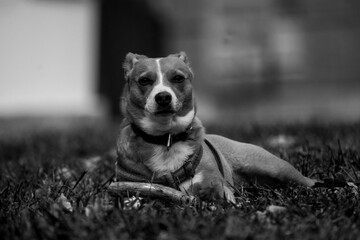 Retrato Perro pequeño acostado en césped blanco y negro mirando camara