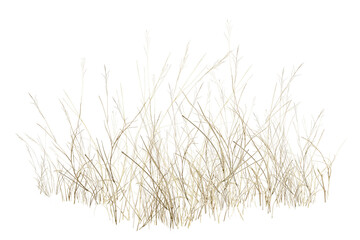 grass isolated on white background/Dry wild grass isolated on a white background, featuring delicate stems and natural earthy tones, suitable for nature, landscape, and minimal design concepts.