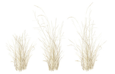 grass isolated on white background/Three clusters of dry wild grass isolated on a white background, featuring fine textures and soft neutral tones, ideal for nature, botanical, and minimal design conc