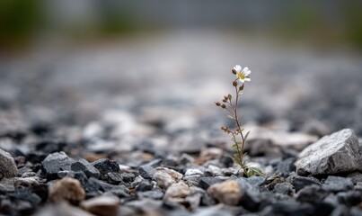 A small white flower is growing in the middle of a rocky area