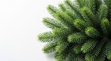 Lush green pine branches with dense needle foliage in close-up view