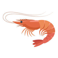 shrimp isolated on white background